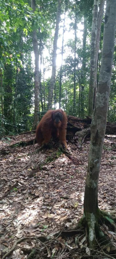 Fun Family Guest House N Jungle Tour ブキットラワン エクステリア 写真